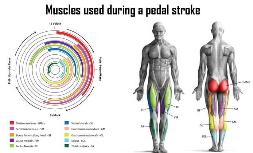 The muscles used during a pedal stroke.