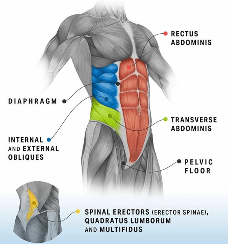 A diagram of the Core Abdominal Muscles